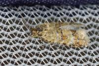 Aethes williana