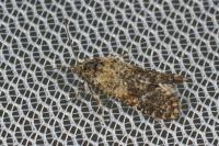 Aethes margarotana