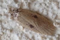 Agonopterix