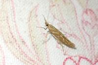 Pyroderces argyrogrammos