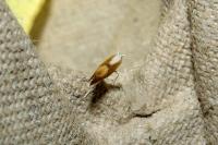 Argyresthia albistria