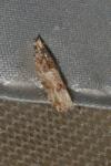 Crocidosema plebejana