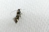 Elachista gleichenella