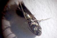 Elachista gleichenella