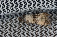 Cochylichroa atricapitana