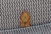 Clepsis consimilana
