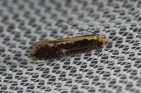 Monopis crocicapitella