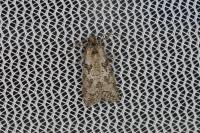 Cnephasia