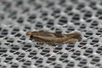 Bucculatrix chrysanthemella