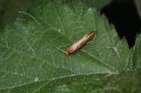 Nematopogon adansoniella