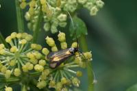 Adela reaumurella