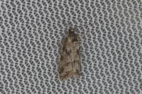 Cnephasia cupressivorana