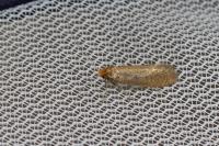 Nematopogon adansoniella