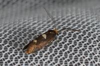 Incurvaria masculella