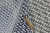 Nematopogon swammerdamella