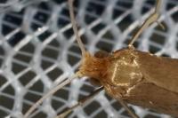 Nematopogon swammerdamella
