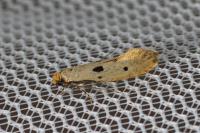 Tinea trinotella