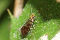 Micropterix tunbergella