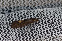 Esperia sulphurella