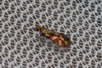 Micropterix tunbergella
