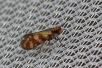 Micropterix tunbergella