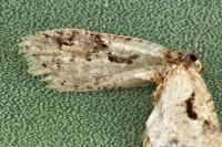 Semioscopis steinkellneriana