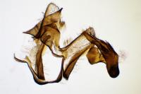 Hysterophora maculosana