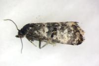 Hysterophora maculosana