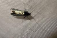 Adela reaumurella