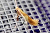 Caloptilia