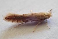 Phyllonorycter quercifoliella