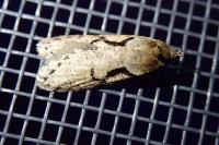 Semioscopis steinkellneriana