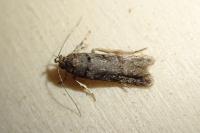Teleiopsis diffinis