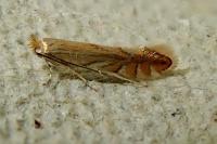 Phyllonorycter quercifoliella