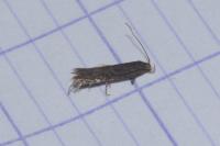 Aproaerema anthyllidella