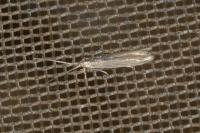 Coleophora lassella