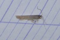 Coleophora lassella