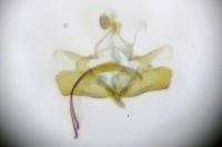 Coleophora lassella
