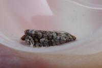 Gravitarmata margarotana