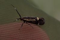 Esperia sulphurella