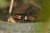 Incurvaria masculella