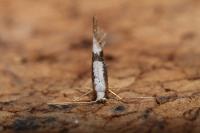 Argyresthia spinosella