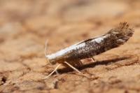 Argyresthia spinosella