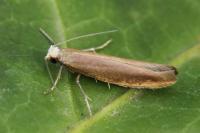 Argyresthia praecocella