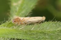 Phyllonorycter quercifoliella