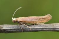 Argyresthia praecocella