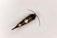 Incurvaria masculella