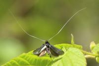 Adela reaumurella