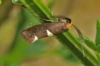 Incurvaria masculella