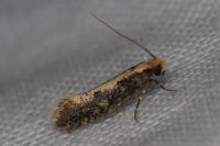 Monopis crocicapitella